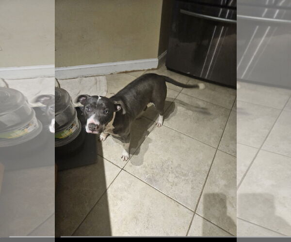Medium Photo #2 Staffordshire Bull Terrier-Unknown Mix Puppy For Sale in Tracy City, TN, USA