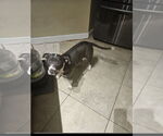 Small #1 Staffordshire Bull Terrier Mix