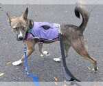 Small Photo #2 Shiba Inu-Siberian Husky Mix Puppy For Sale in Silver Spring, MD, USA