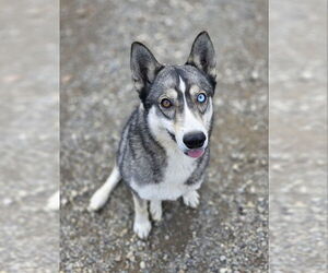Siberian Husky-Unknown Mix Dogs for adoption in Woodsfield, OH, USA