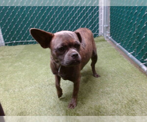 Medium Photo #1 American Pit Bull Terrier-Unknown Mix Puppy For Sale in Downey, CA, USA