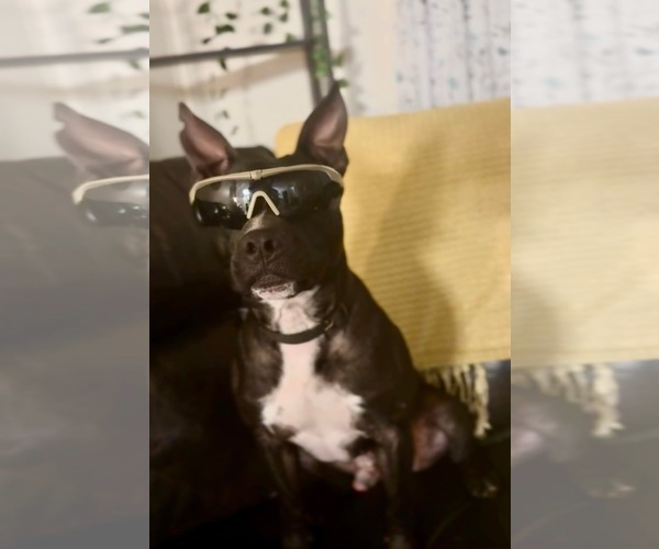 Medium Photo #3 Mutt Puppy For Sale in Jacksonville, NC, USA