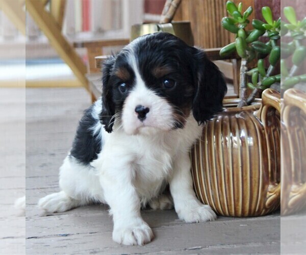Medium Photo #3 Cavalier King Charles Spaniel Puppy For Sale in LANCASTER, PA, USA