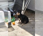 Small Photo #1 Chiweenie Puppy For Sale in San Antonio, TX, USA