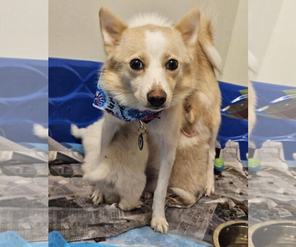 Medium Photo #3 Pomimo Puppy For Sale in Princeton, MN, USA