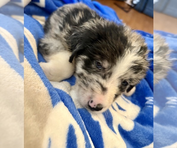 Medium Photo #1 Border Collie Puppy For Sale in JACKSON, KY, USA