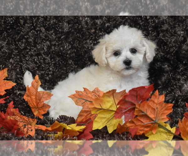 Medium Photo #2 Bichpoo Puppy For Sale in ELDORADO, OH, USA