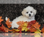 Small #1 Bichpoo