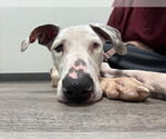 Small #2 Great Dane