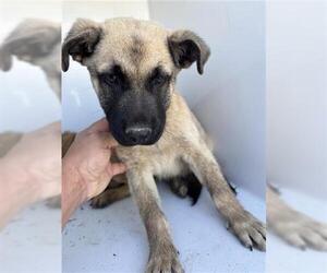 German Shepherd Dog-Unknown Mix Dogs for adoption in Houston, TX, USA