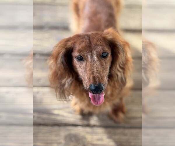 Medium Photo #1 Dachshund Puppy For Sale in Gulfport, MI, USA