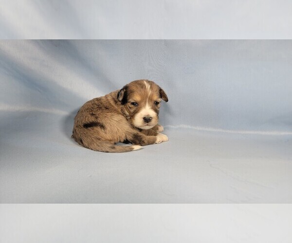 Medium Photo #63 Bernedoodle (Miniature) Puppy For Sale in BLACK FOREST, CO, USA