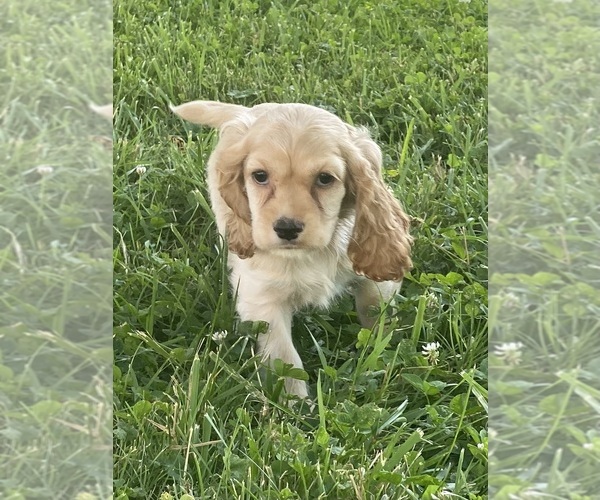 Medium Photo #1 Cocker Spaniel Puppy For Sale in CANOGA, NY, USA