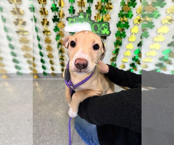 Medium Photo #3 Mutt Puppy For Sale in Elmsford, NY, USA