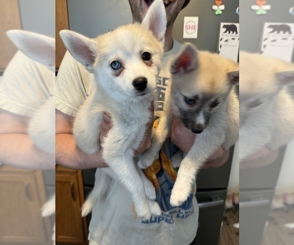 Medium Photo #215 Pomsky Puppy For Sale in LOVELAND, CO, USA