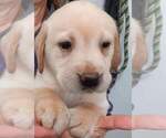 Small #6 Labrador Retriever