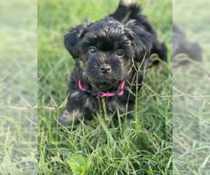 Shih Tzu Dogs for adoption in Arlington, VA, USA