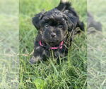 Small Shih Tzu