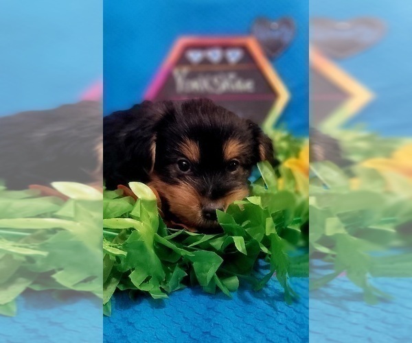 Medium Photo #193 Yorkshire Terrier Puppy For Sale in AKRON, OH, USA