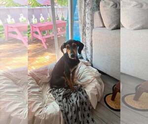 Mutt Dogs for adoption in Plainfield, IL, USA