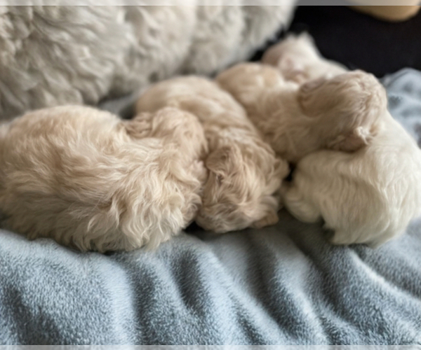 Medium Photo #3 Poodle (Toy) Puppy For Sale in CHARLOTTE, NC, USA