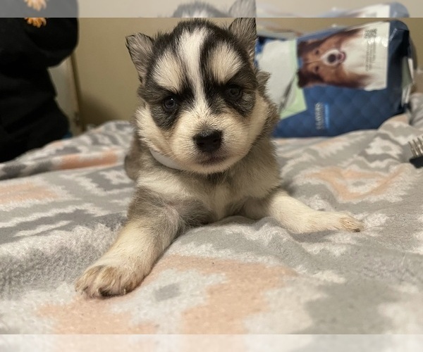 Medium Photo #3 Pomsky Puppy For Sale in KENTWOOD, MI, USA