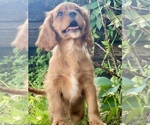 Small #4 Cavalier King Charles Spaniel