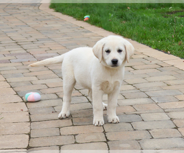 Medium Photo #10 Labrador Retriever Puppy For Sale in SYRACUSE, IN, USA