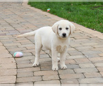 Small #9 Labrador Retriever