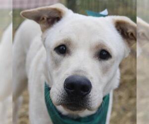 Labrador Retriever-Unknown Mix Dogs for adoption in San Antonio, TX, USA