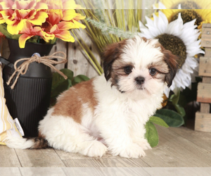 Shih Tzu Puppy for sale in MOUNT VERNON, OH, USA