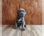 Small Photo #26 Cane Corso Puppy For Sale in APPLE VALLEY, CA, USA