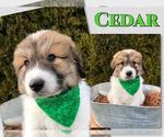 Puppy Cedar Great Pyrenees