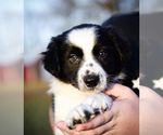 Small Photo #16 Border Collie Puppy For Sale in STRAFFORD, MO, USA