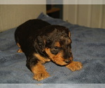 Small Photo #34 Airedale Terrier Puppy For Sale in CHARLESTOWN, IN, USA