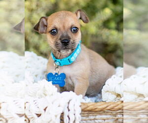 Chihuahua-Unknown Mix Dogs for adoption in Corona, CA, USA