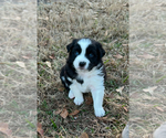 Puppy Black Bi Boy Miniature American Shepherd