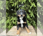Small #3 Bernedoodle