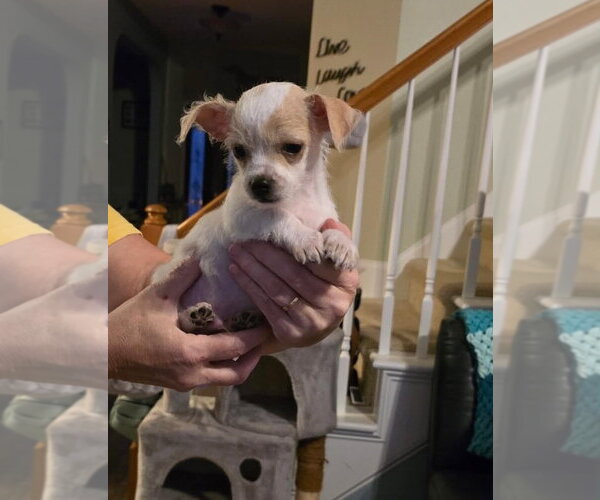 Medium Photo #2 Chihuahua Puppy For Sale in Holly Springs, NC, USA