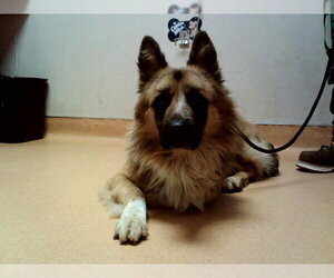 German Shepherd Dog-Unknown Mix Dogs for adoption in Martinez, CA, USA