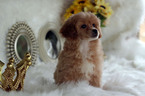 Small #24 Havanese-Poodle (Toy) Mix