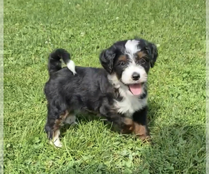 Bernedoodle (Miniature) Puppy for sale in NILES, MI, USA