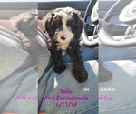 Puppy Twila Bernedoodle