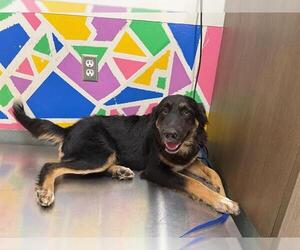 Labrador Retriever-Unknown Mix Dogs for adoption in Baytown, TX, USA