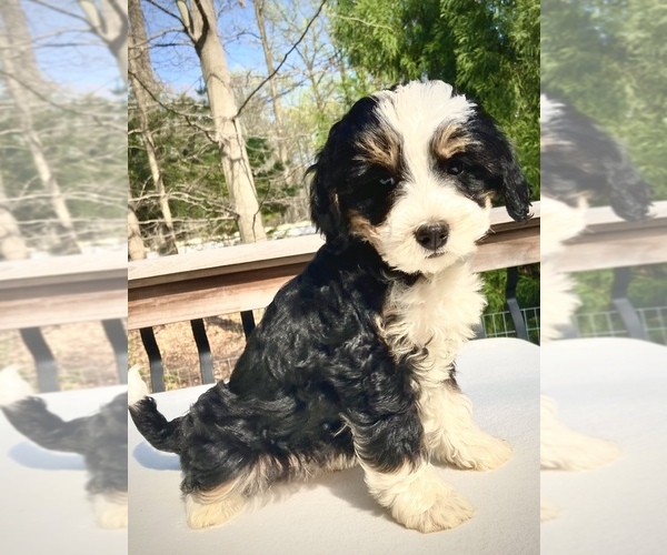 Medium Photo #1 Bernedoodle Puppy For Sale in CHATHAM, PA, USA