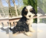 Small Photo #1 Bernedoodle Puppy For Sale in CHATHAM, PA, USA