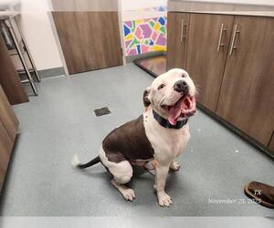 Mutt Dogs for adoption in Baytown, TX, USA