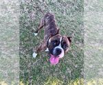 Small #2 Boxer