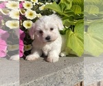 Small Coton de Tulear