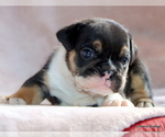 Image preview for Ad Listing. Nickname: Litter of 6